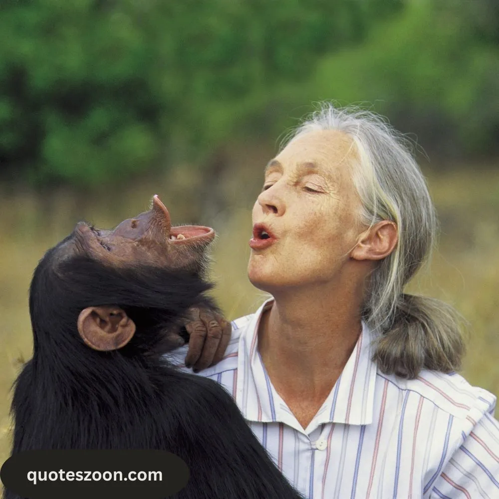 Jane Goodall Quotes About Chimpanzees