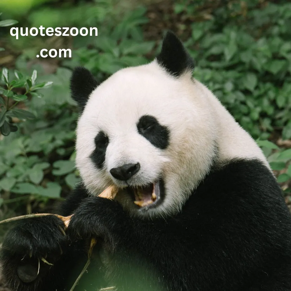  Inner Peace Kung Fu Panda Quotes