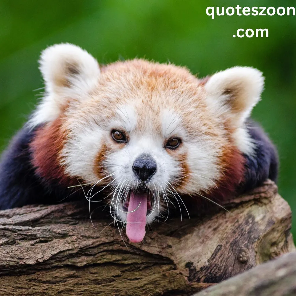 Kung Fu Panda Quotes Funny