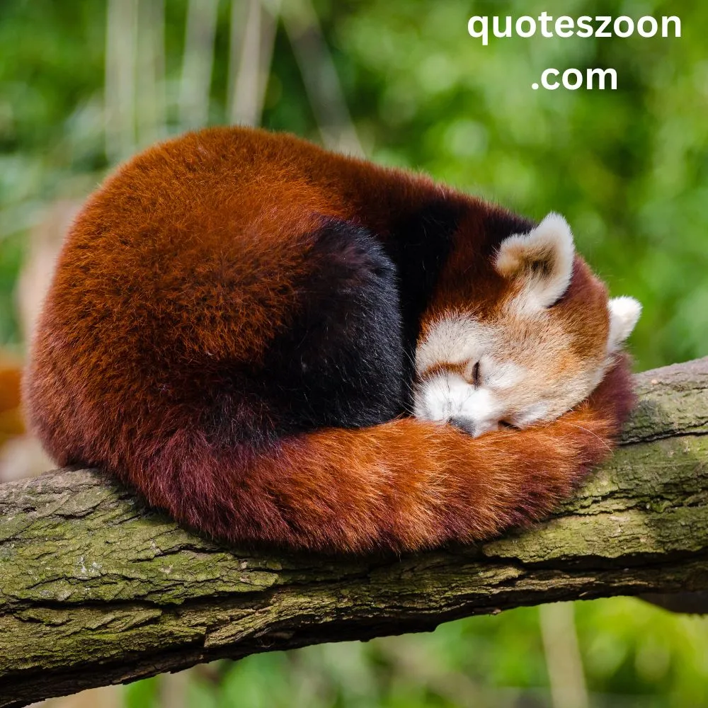Kung Fu Panda Quotes Inner Peace