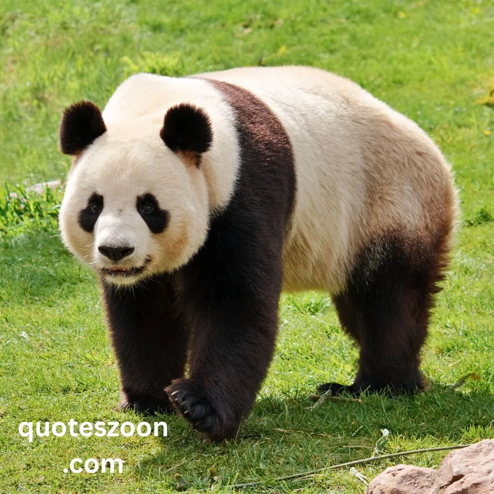 Kung Fu Panda Quotes Oogway